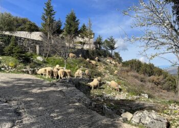 Κοπάδι αιγοπροβάτων φυλής που είναι υπό εξαφάνιση, βρίσκονται στη Μονή της Παναγίας της Τσούκας