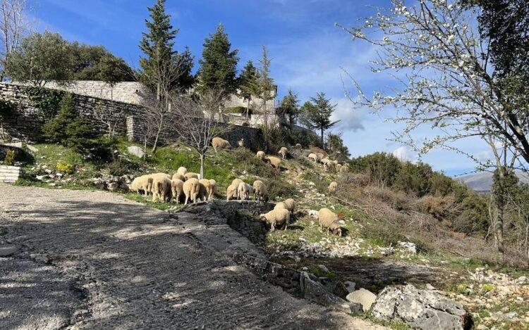 Κοπάδι αιγοπροβάτων φυλής που είναι υπό εξαφάνιση, βρίσκονται στη Μονή της Παναγίας της Τσούκας