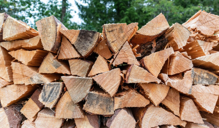 ΚΛΟΠΗ ΞΥΛΕΙΑΣ ΣΤΗΝ ΙΕΡΑ ΜΟΝΗ ΠΑΜΜΕΓΙΣΤΩΝ ΤΑΞΙΑΡΧΩΝ ΑΙΓΙΟΥ