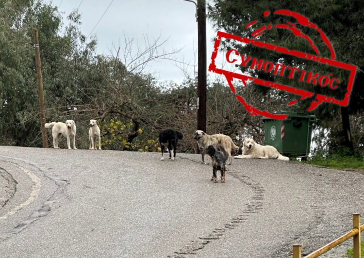 Ιερέας στο Νοσοκομείο μετά από επίθεση αδέσποτων – Ποιος αναλαμβάνει την ευθύνη;